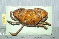 Square-shelled crab Collection Image, Figure 1, Total 3 Figures